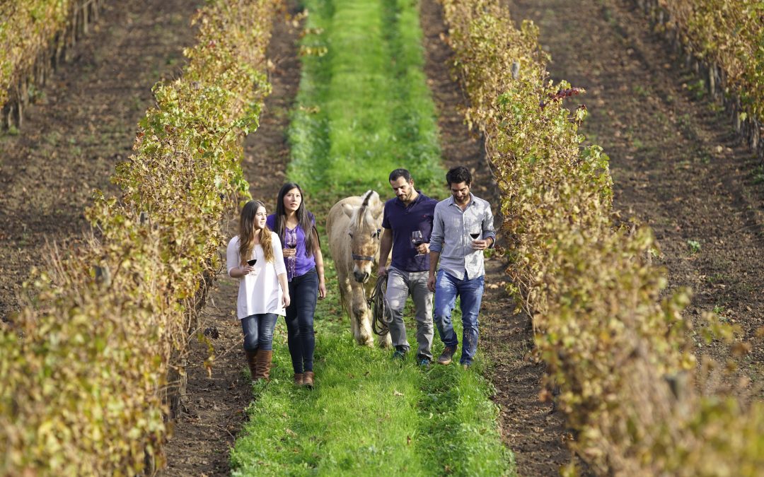 Viñas del Valle del Maipo reabren sus puertas para celebrar el Día Nacional del Vino